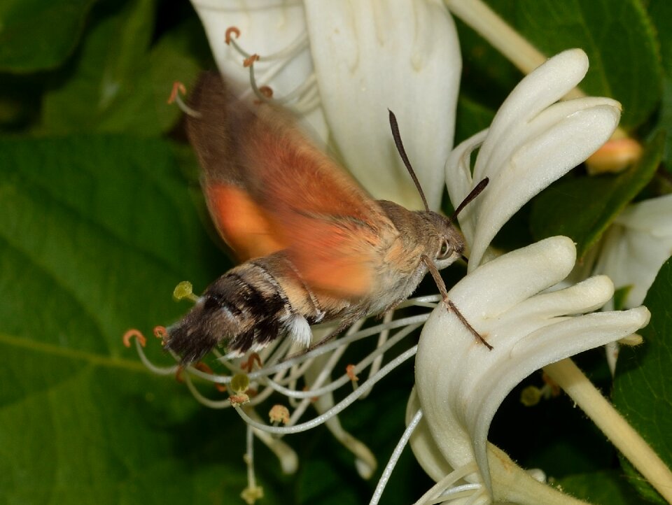 Butterflies macroglossum stellatarum