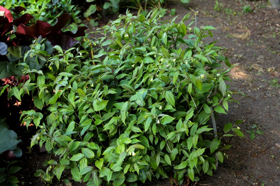 uvularia sessilifolia