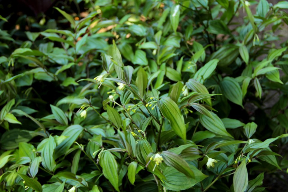 uvularia sessilifolia