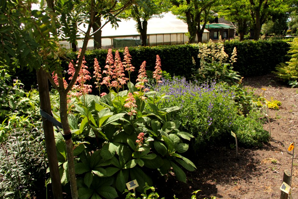 Rodgersia Max Laeuger