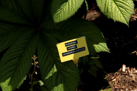 rodgersia hermann hackenjos