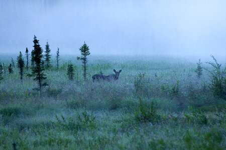 Scenic wildlife morning