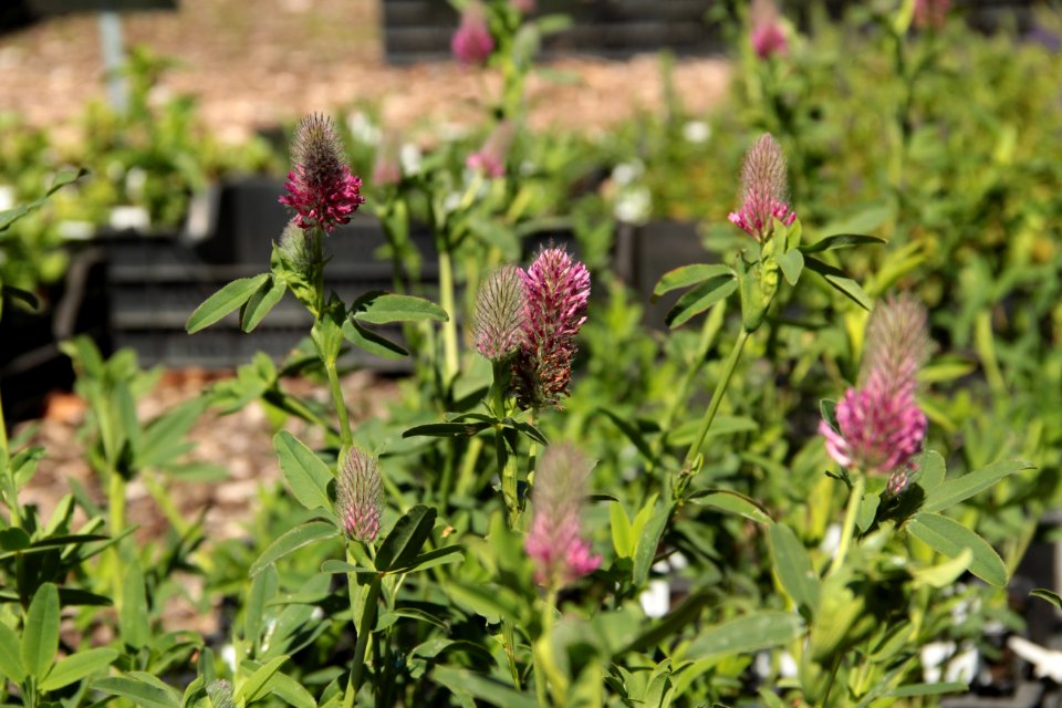 trifolium