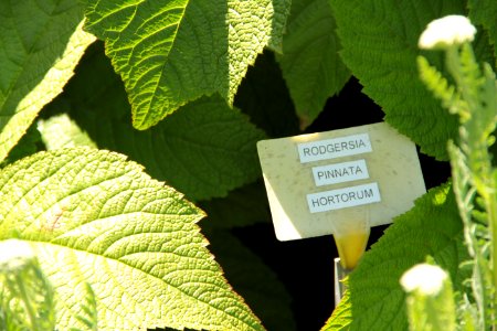rodgersia pinnata hortorum