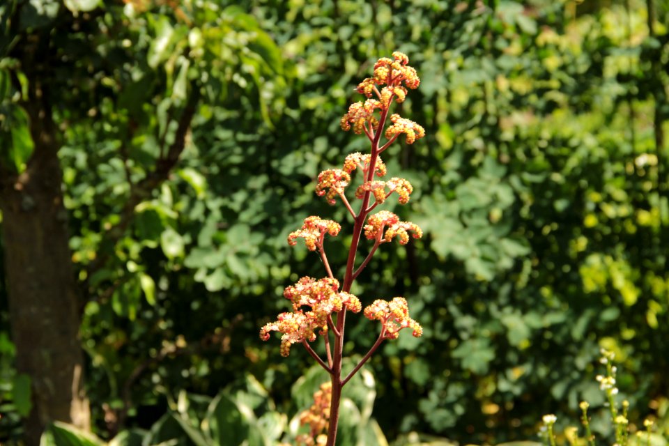 rodgersia hercules