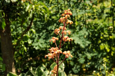 rodgersia hercules