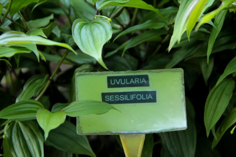 uvularia sessilifolia