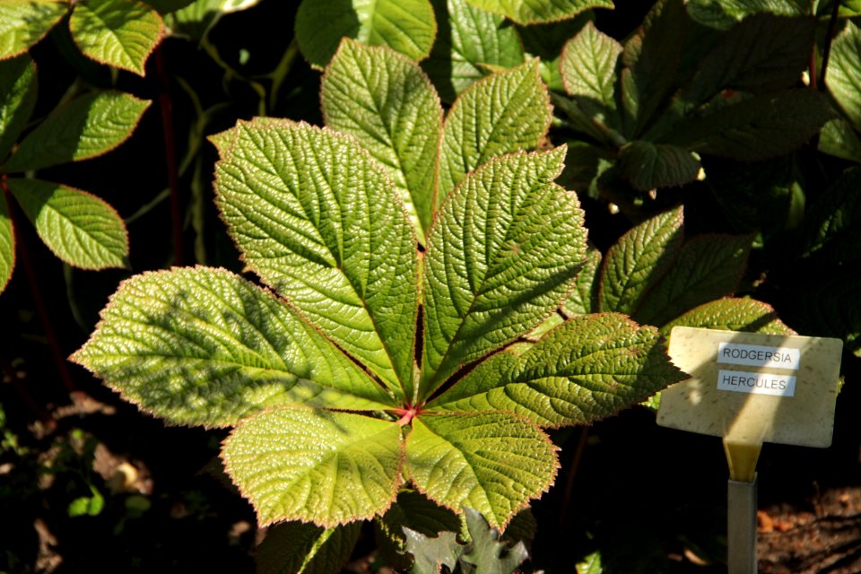 rodgersia hercules