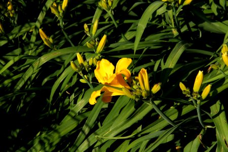 hemerocallis