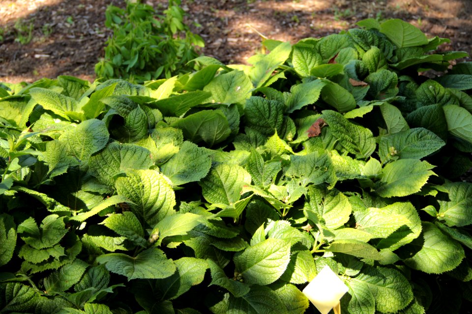 deinanthe caerulea