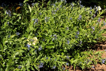 rhazia orientalis