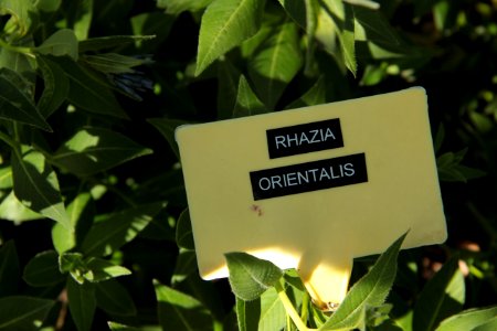 rhazia orientalis