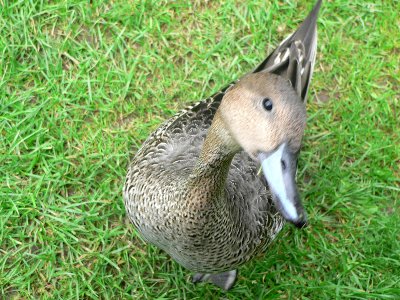 eider