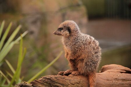 Wild mammal africa photo