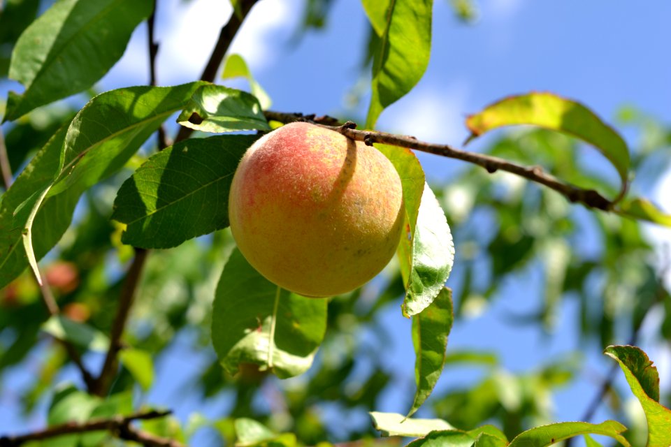 peach