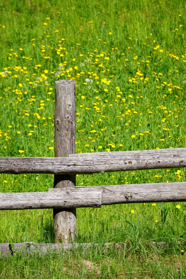 Nature wood fence pasture