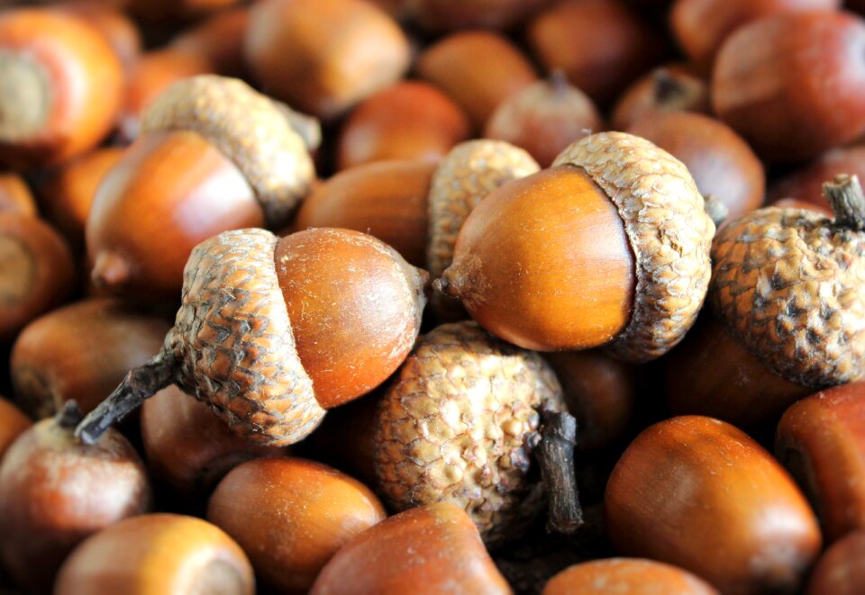 Brown harvest autumn
