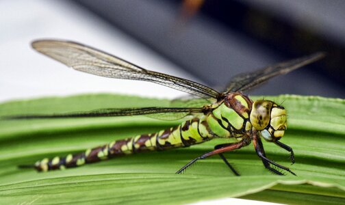 Macro demoiselle nature