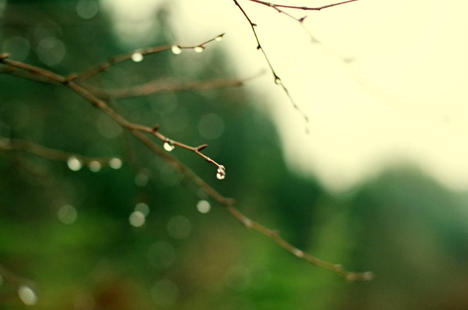 water droplets on branch