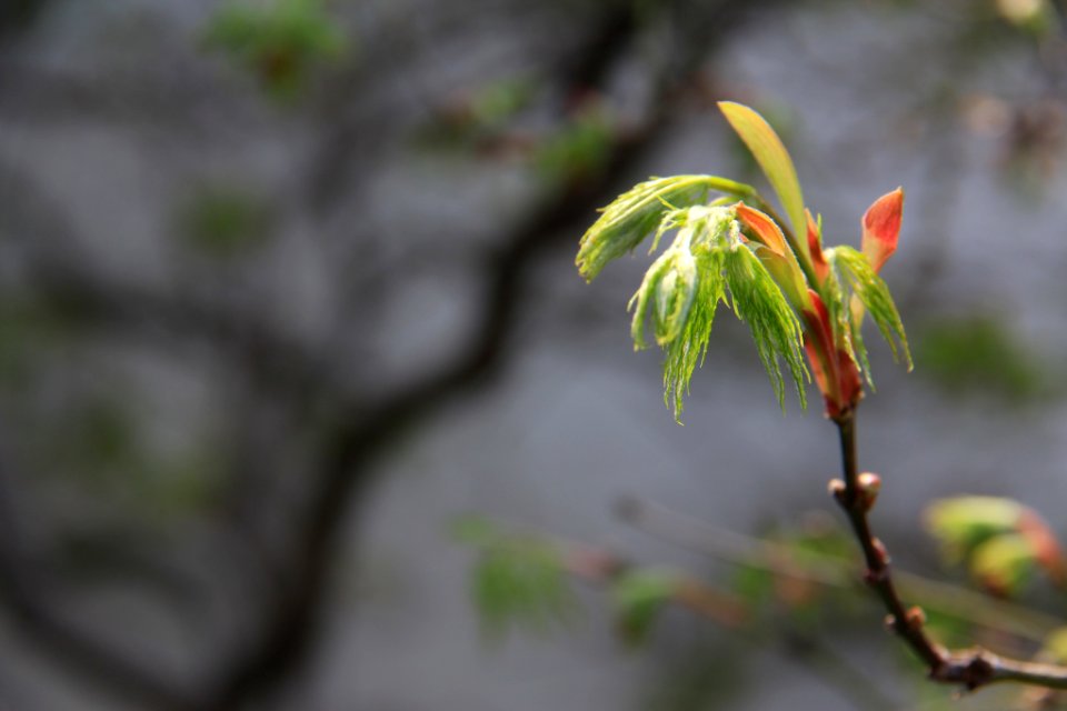 蘇州 寒山寺(春) Hanshan Temple, Suzhou China 20140330 53