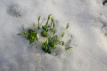Snowdrops