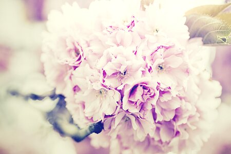 Purple bouquet floral photo