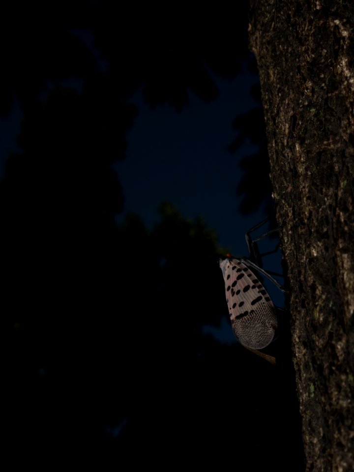20180829-APHIS-LSC-1265