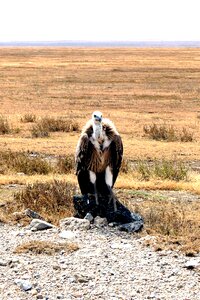 Plumage bird animal photo