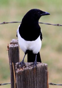 3689 magpie