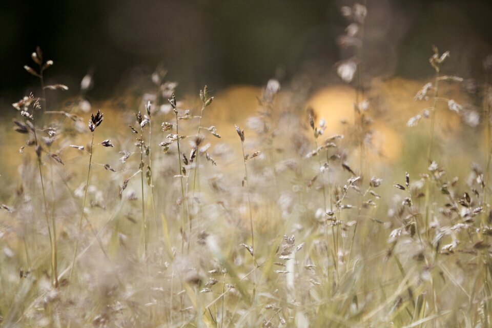 Grass nature blades of grass
