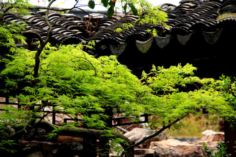 蘇州 網師園(春) The Master-of-Nets Garden, Suzhou China 20150406 33