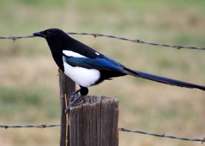 3692 magpie photo