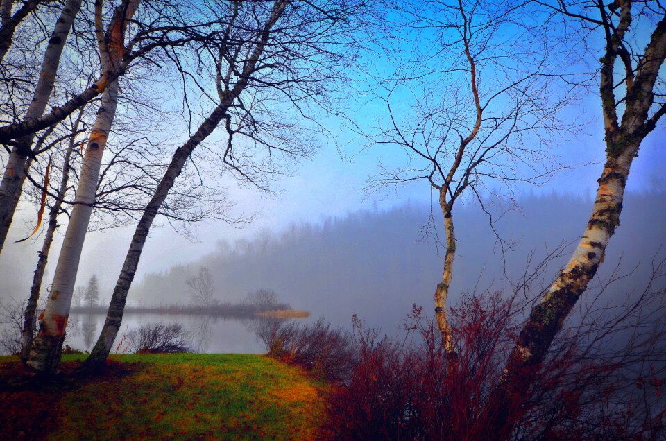 Contrast trees fog