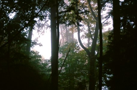 Foggy Forest