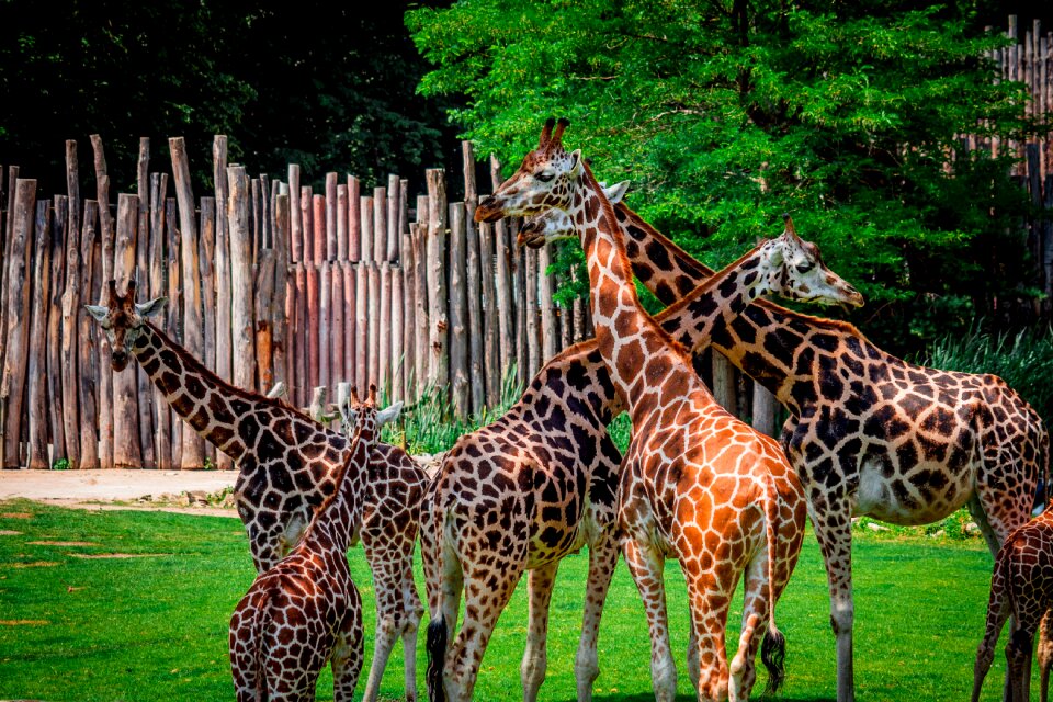 Many spotted large