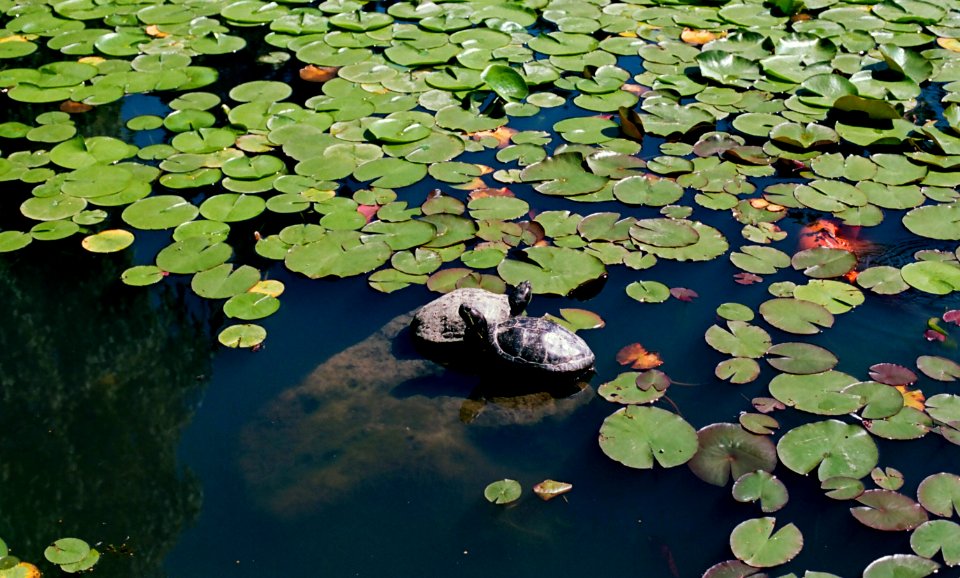 Turtles in Pond photo