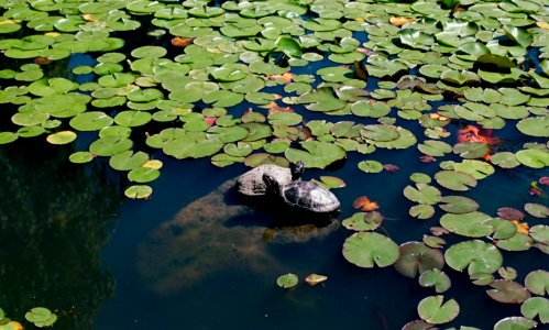 Turtles in Pond photo