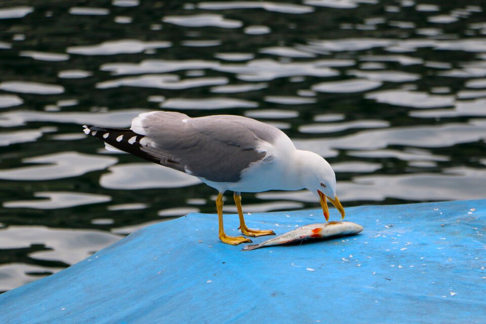 Gull fish meal
