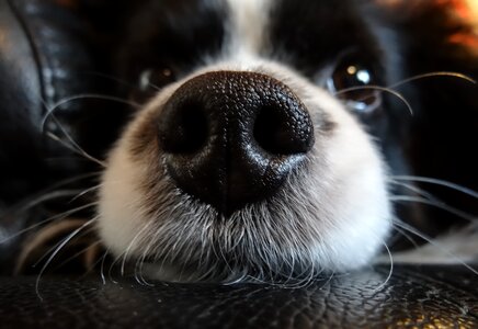 Pet the muzzle phalene