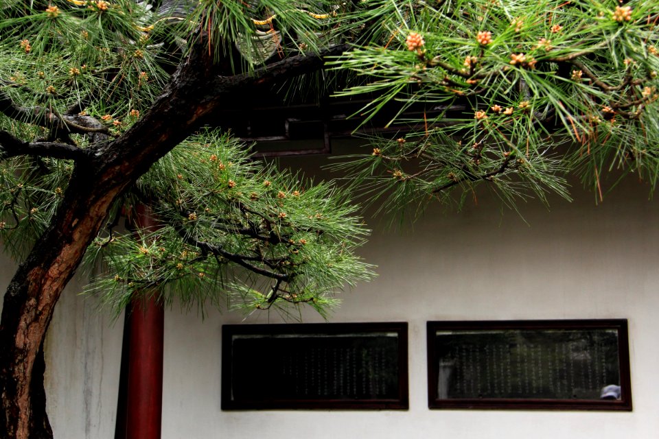 蘇州 網師園(春) The Master-of-Nets Garden, Suzhou China 20150406 19