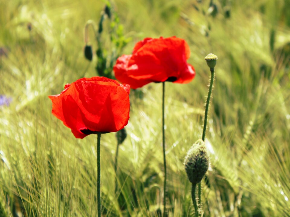 Field red poppy klatschmohn