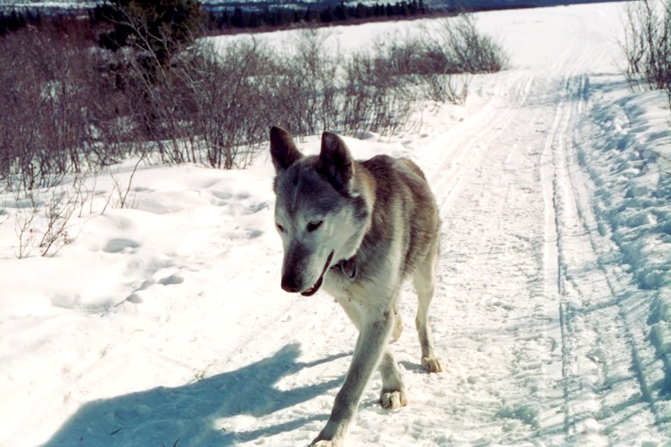 dog walking on snowy path