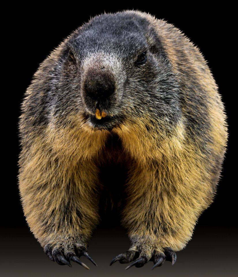 Alpine furry alpine marmot