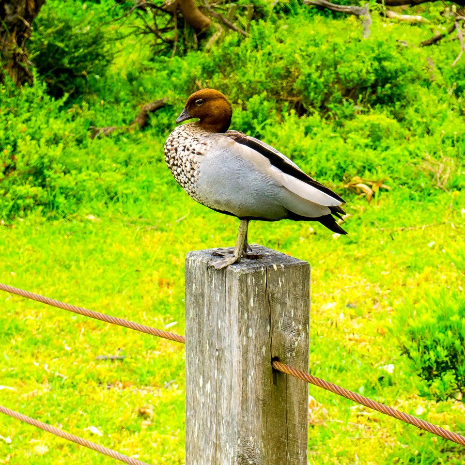 Australian wood duck
