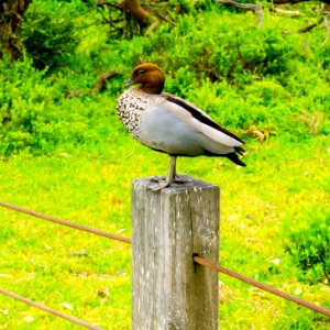Australian wood duck photo