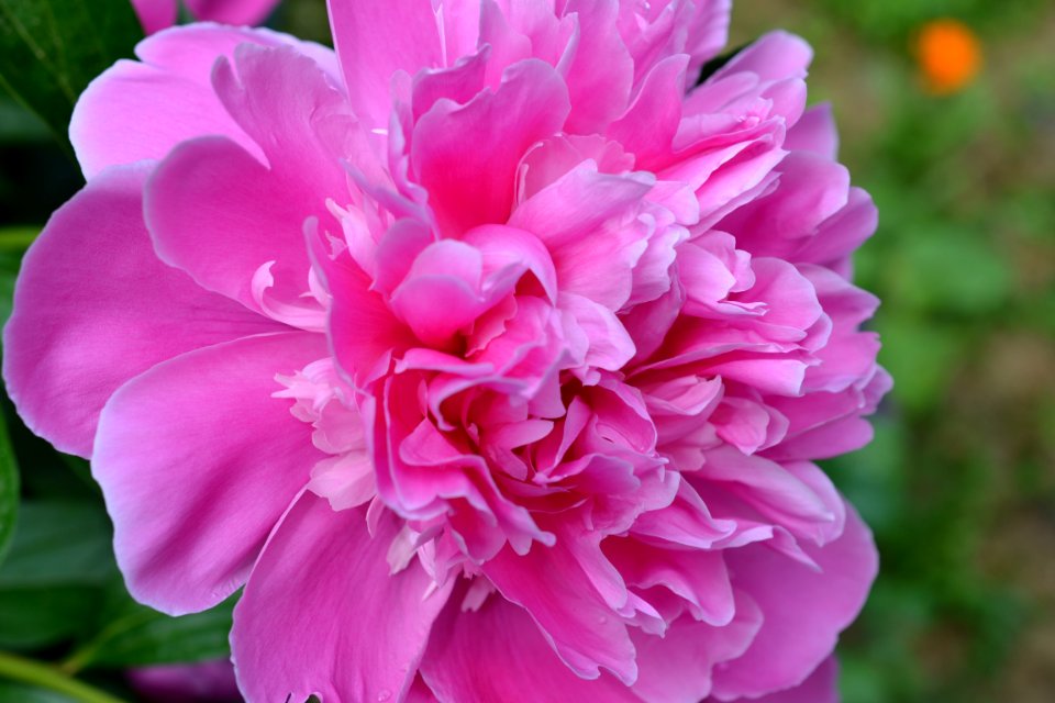 peony