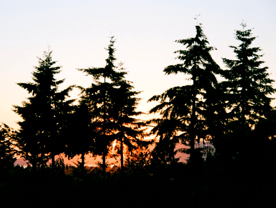Trees Silhouette Sunset