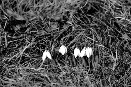 black and white