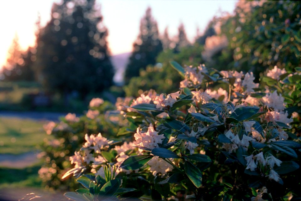 flower bush at sunset, UBC rose garden