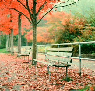 Autumn Bench photo